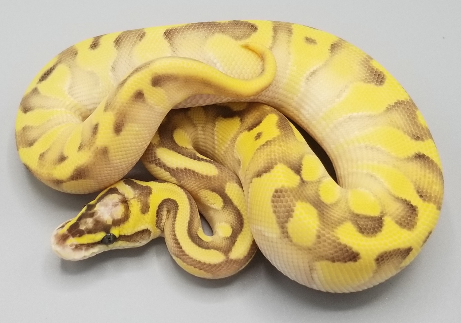 Enchi Lesser Firefly Ball Python by Milbradt & Caponetto Pythons ...