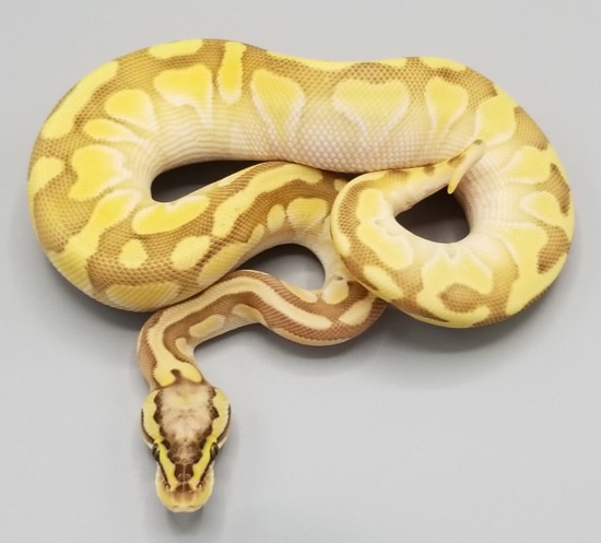 Lace Ball Python Pastel Enchi Butter Lace Ball Python by Milbradt & Caponetto Pythons