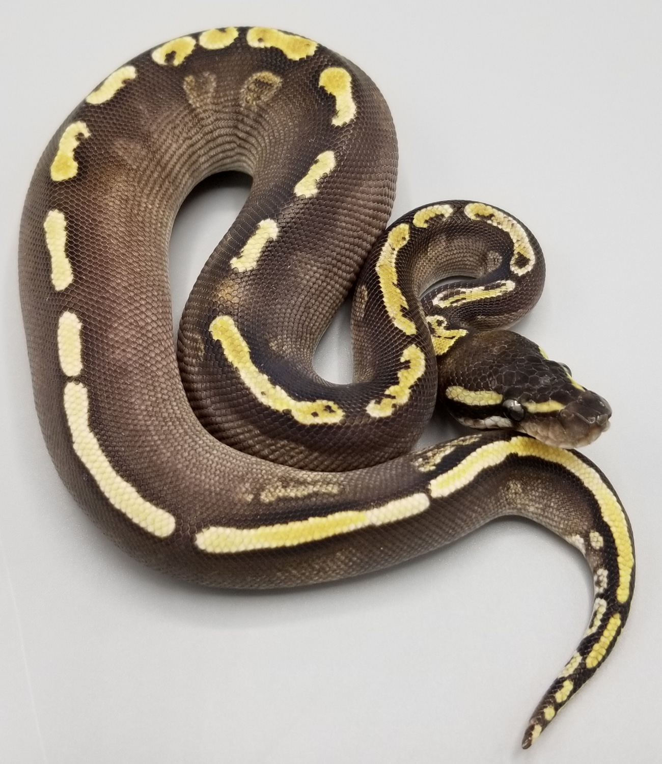 GHI Mojave 66% VPI Axanthic Ball Python by Milbradt & Caponetto Pythons ...