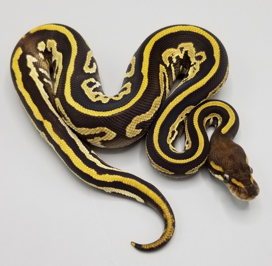 Leopard Mojave Arroyo Ball Python by Milbradt & Caponetto Pythons