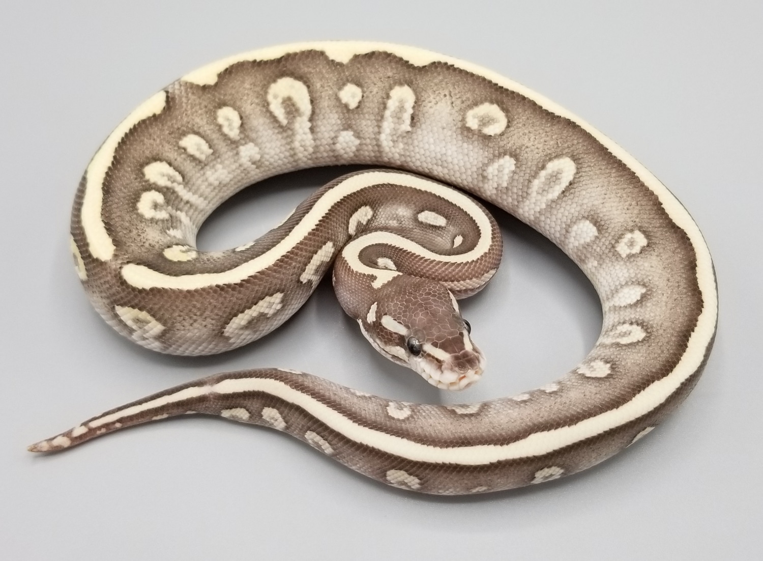 Vanilla Super Mystic Ball Python by Milbradt & Caponetto Pythons ...