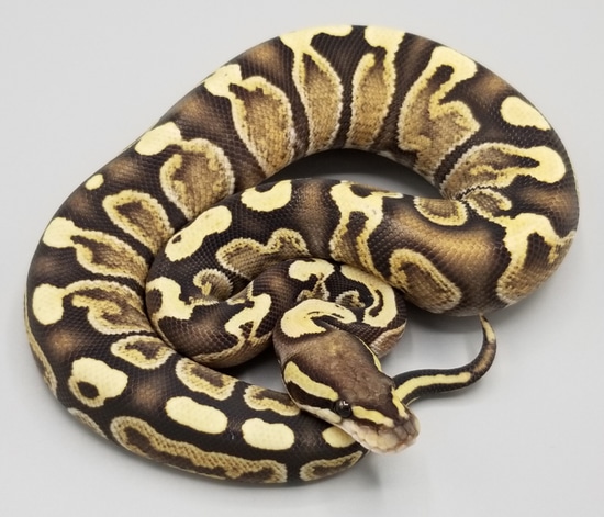 GHI Desert Ghost Ball Python by Milbradt & Caponetto Pythons