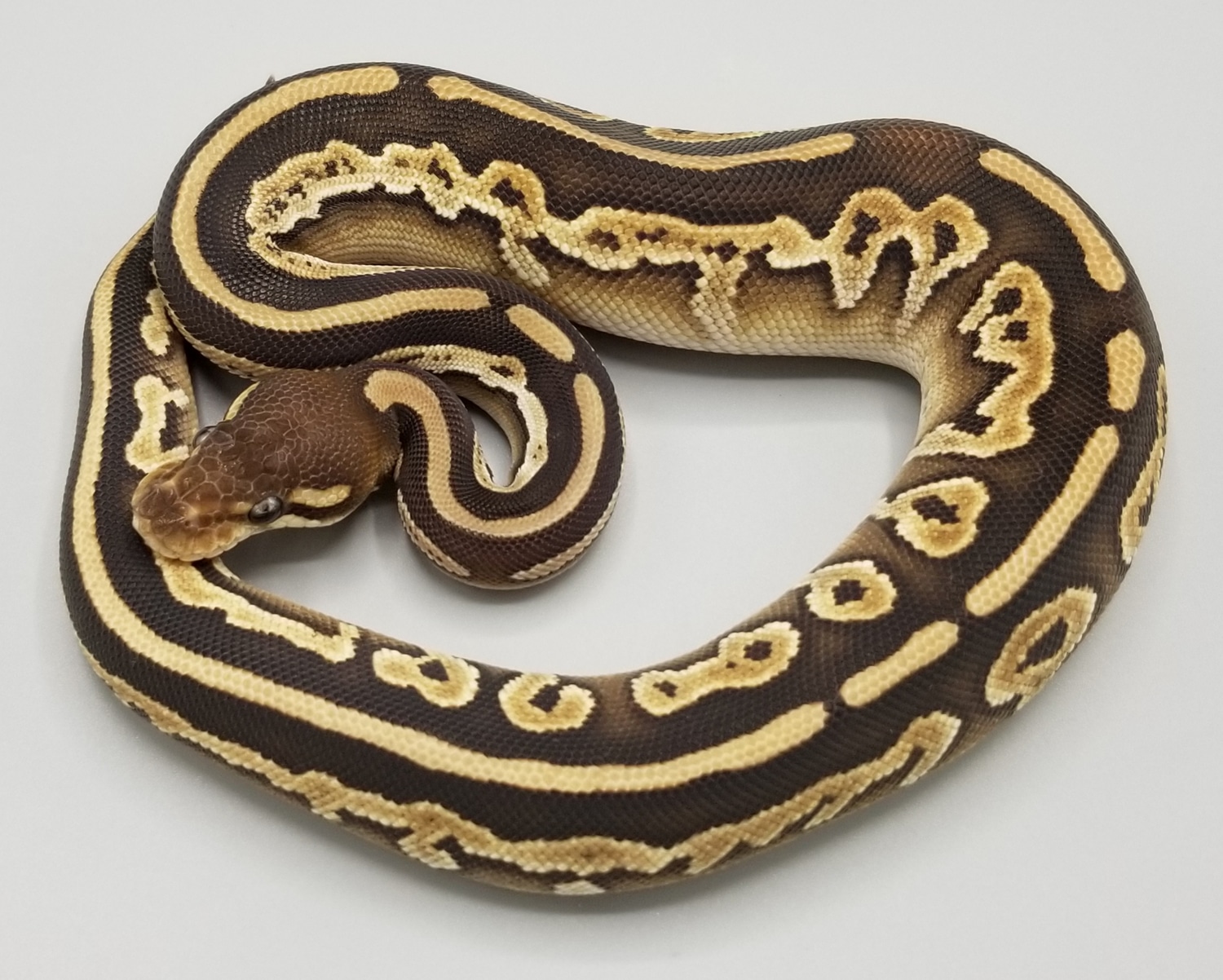 Black Pastel Mojave 66% Het Desert Ghost Ball Python by Milbradt