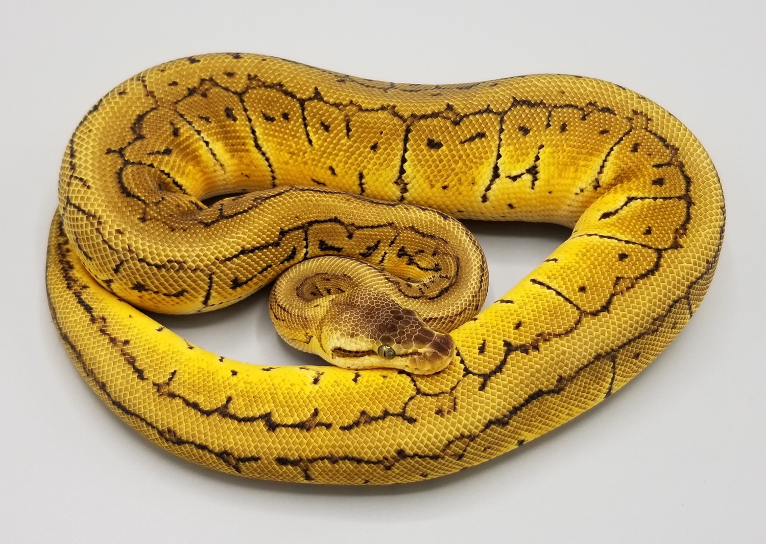 Lemon Blast Double Het Clown/Pied Ball Python by Milbradt & Caponetto ...