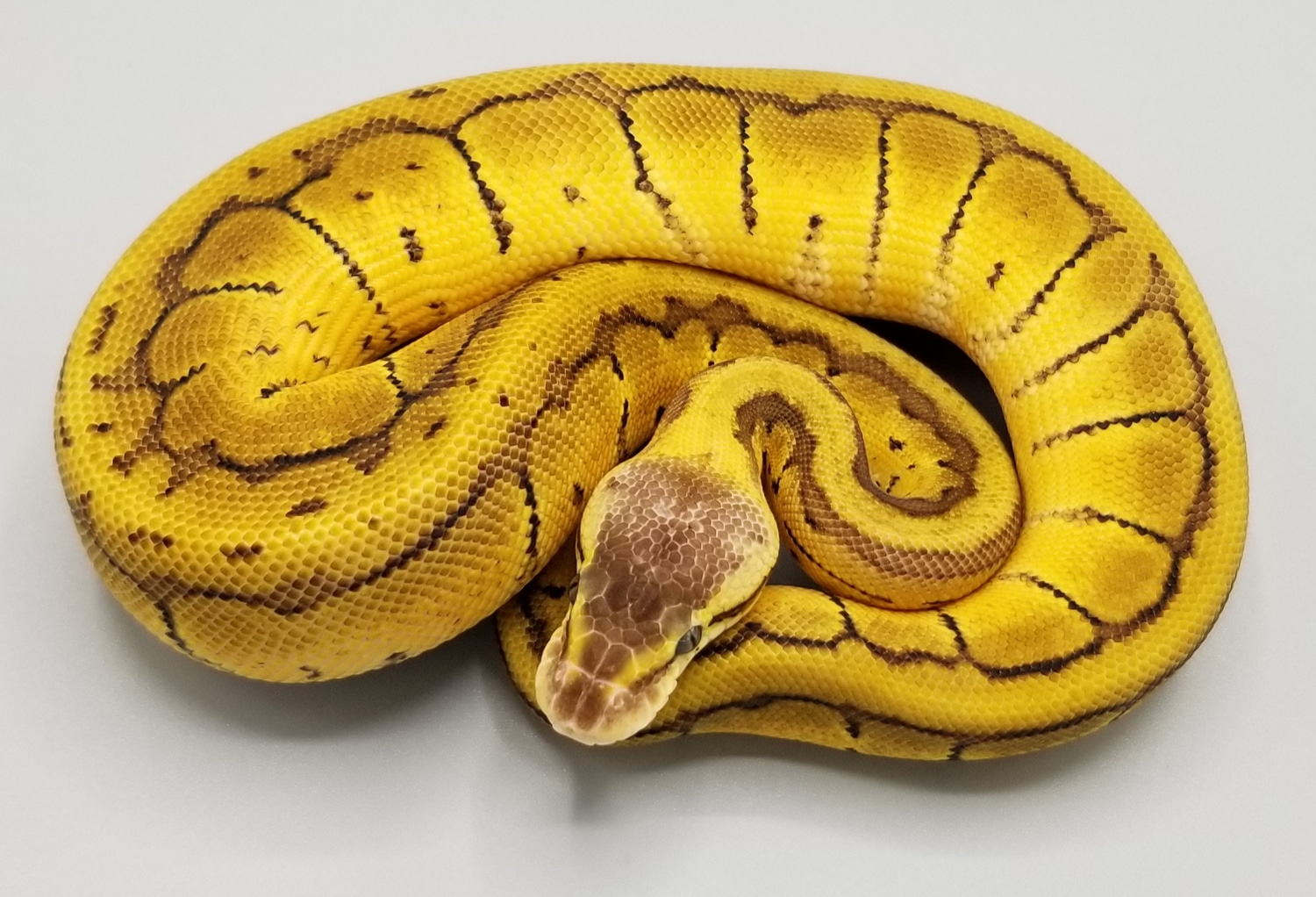 Lemon Blast Double Het Desert Ghost/VPI Axanthic Ball Python by ...