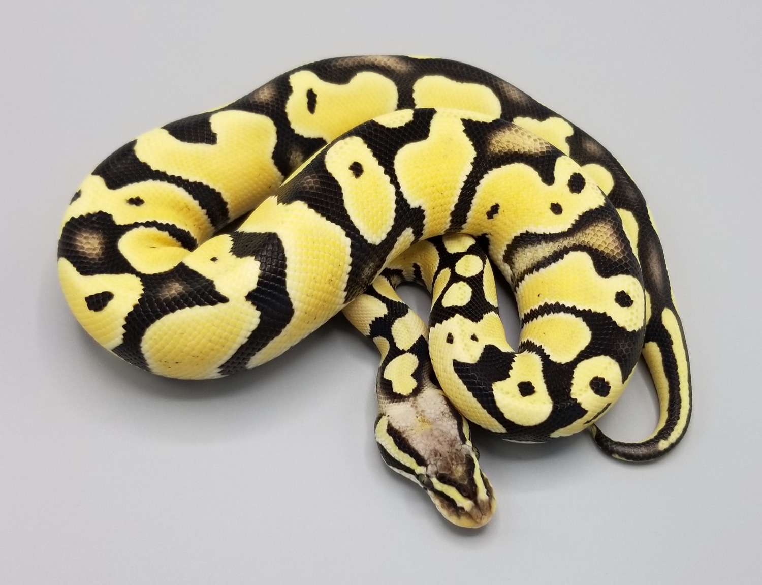Pastel Desert Ghost Het VPI Axanthic Ball Python by Milbradt ...