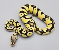 Pastel Desert Ghost Het VPI Axanthic Ball Python by Milbradt ...