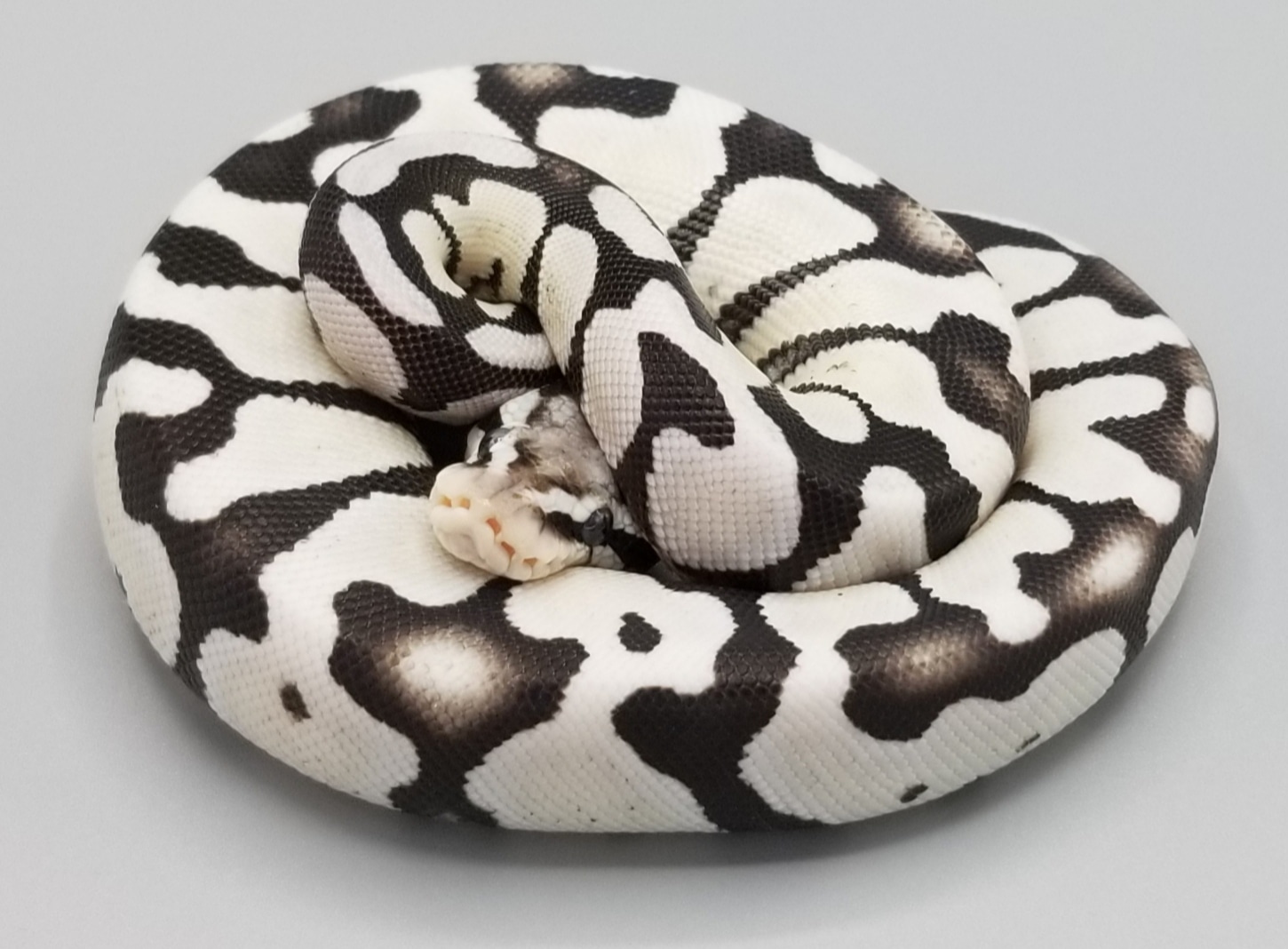 Pastel Desert Ghost Het VPI Axanthic Ball Python by Milbradt ...