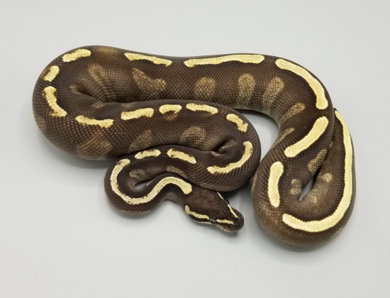 GHI Mojave 66% Het Desert Ghost Ball Python by Milbradt & Caponetto Pythons