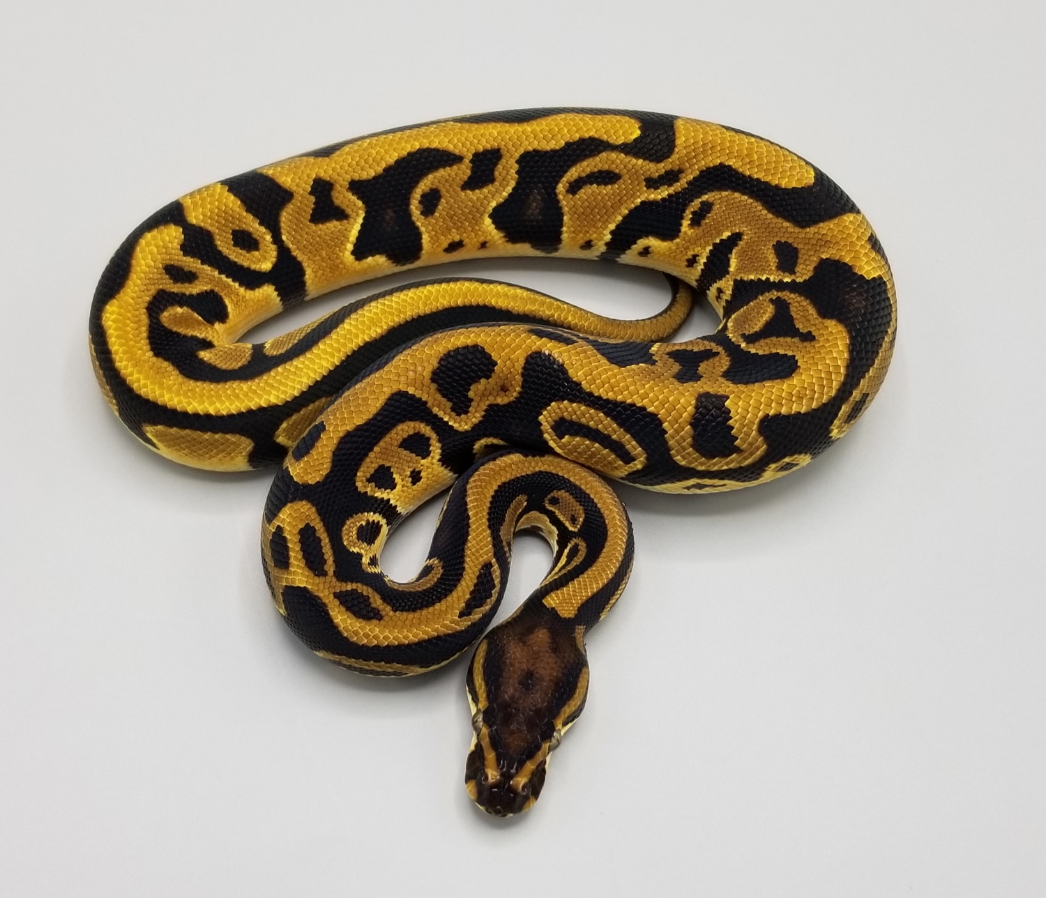 Orange Dream Leopard Possible Blitz Ball Python by Milbradt & Caponetto ...