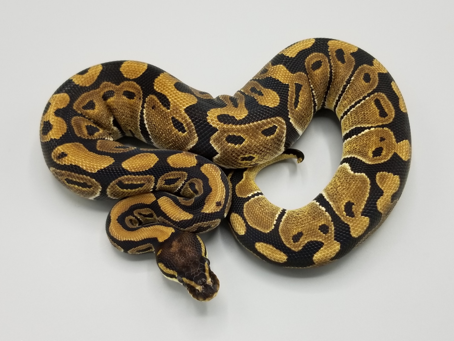Double Het Desert Ghost/VPI Axanthic Ball Python by Milbradt ...
