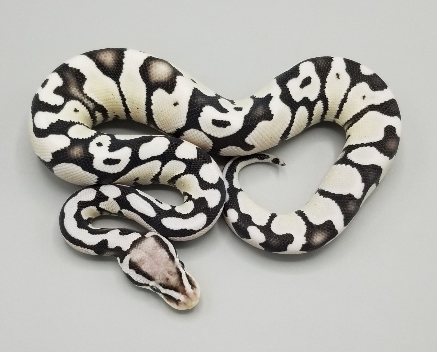 Pastel Desert Ghost VPI Axanthic Ball Python by Milbradt & Caponetto ...
