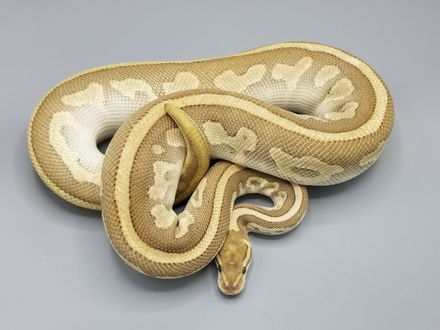 Leopard Platinum Ball Python by Milbradt & Caponetto Pythons - MorphMarket