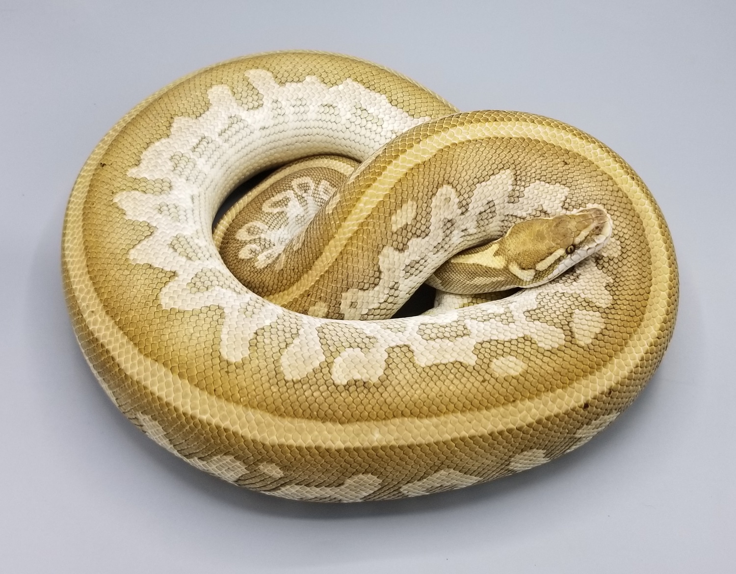 Leopard Platinum Ball Python by Milbradt & Caponetto Pythons - MorphMarket