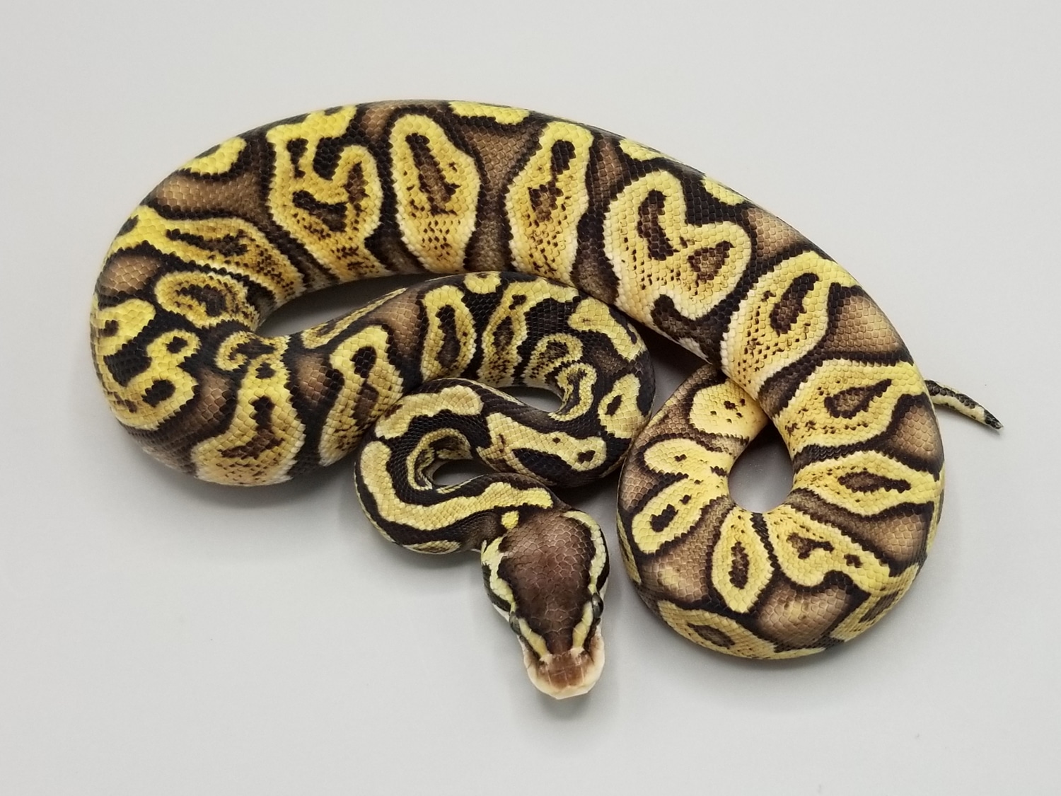 Pastel GHI Het VPI Axanthic Ball Python by Milbradt & Caponetto Pythons ...