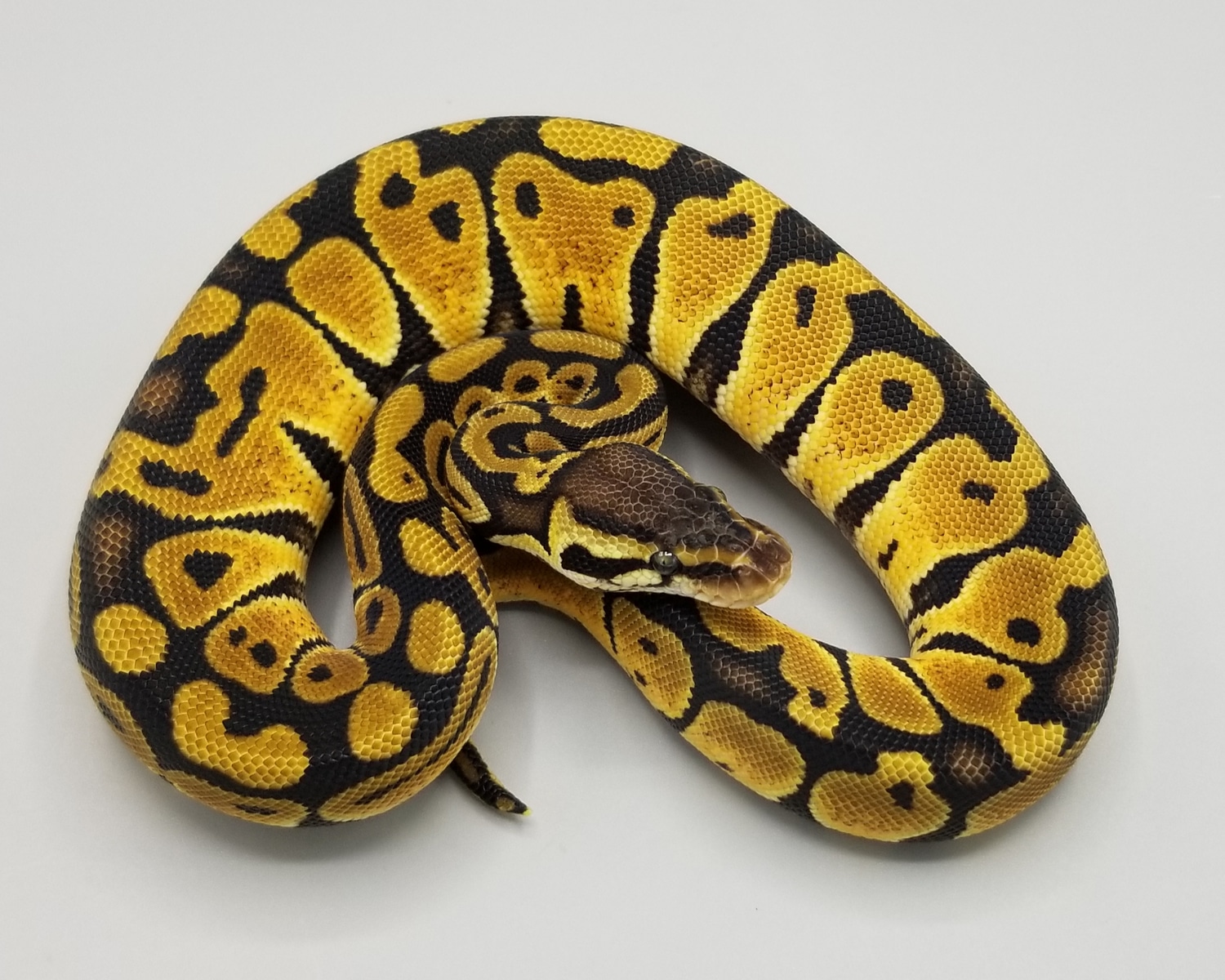 Pastel Het Puzzle Ball Python by Milbradt & Pythons MorphMarket