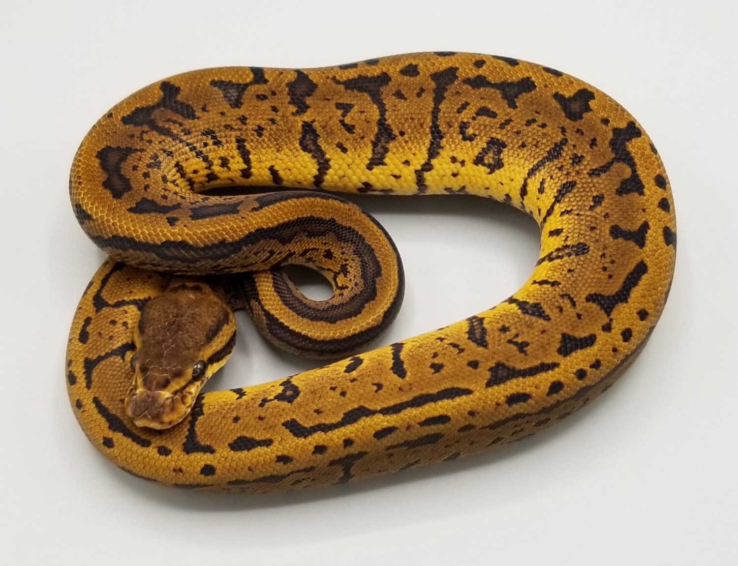Acid Spotnose Pinstripe Ball Python by Milbradt & Caponetto Pythons ...