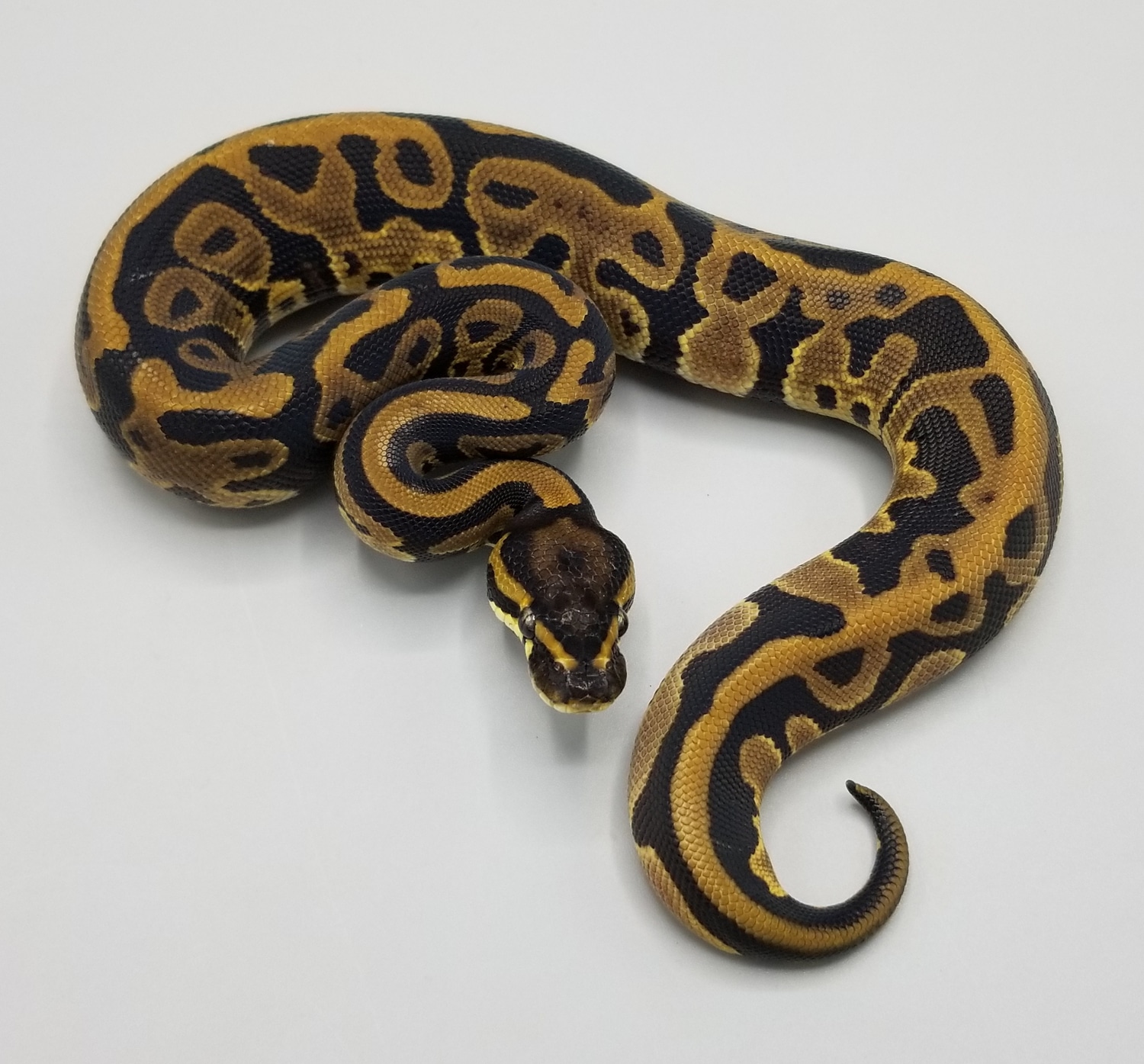 Leopard Triple Het Desert Ghost/Pied/VPI Axanthic Ball Python by ...