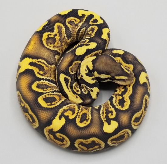 GHI Desert Ghost Ball Python by Milbradt & Caponetto Pythons