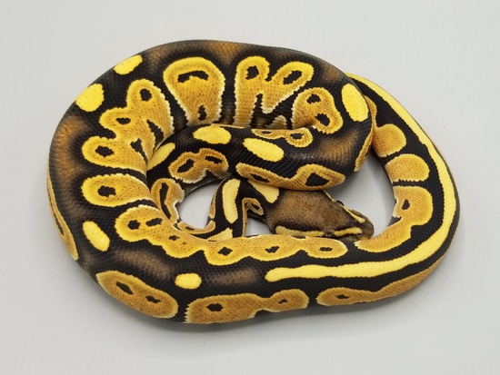 Black Pastel Desert Ghost Ball Python by Milbradt & Caponetto Pythons
