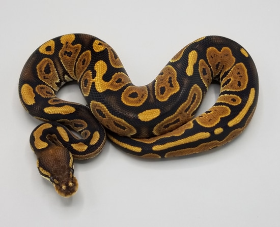 Black Pastel Het Desert Ghost Ball Python by Milbradt & Caponetto Pythons