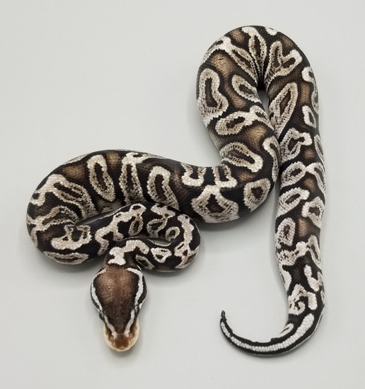GHI Pastel VPI Axanthic Ball Python by Milbradt & Caponetto Pythons