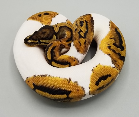 Pied Double Het Desert Ghost/VPI Axanthic Ball Python by Milbradt ...