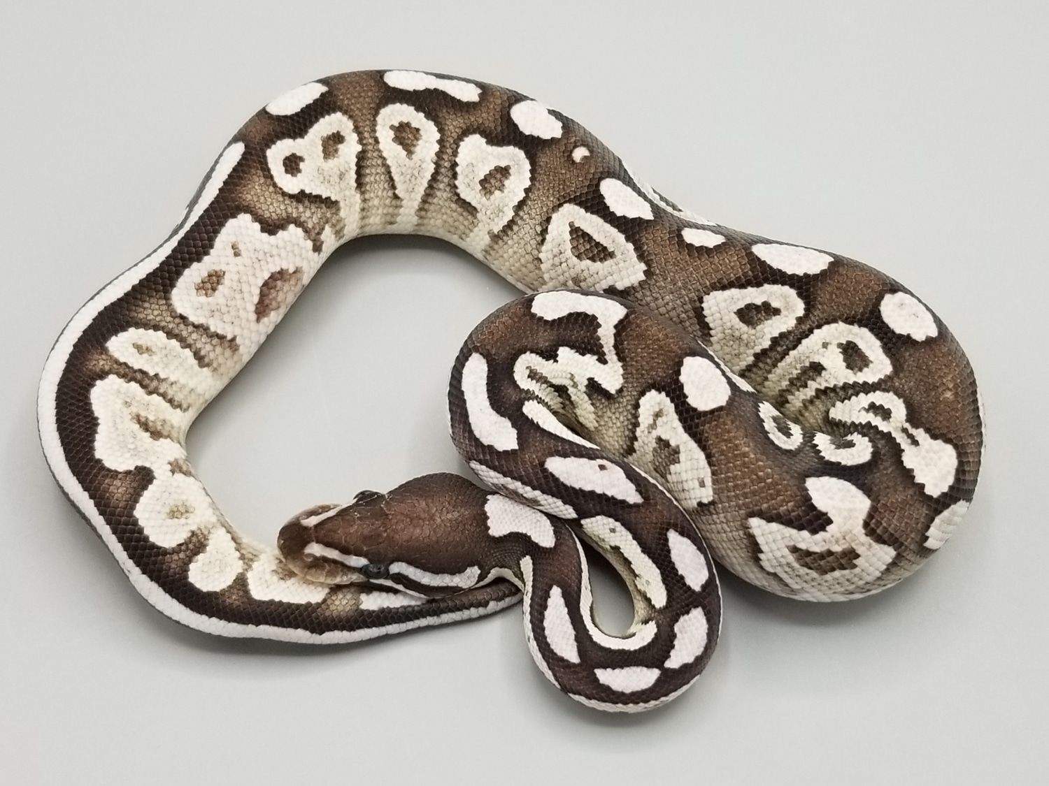 Fire Mojave VPI Axanthic Ball Python by Milbradt & Caponetto Pythons ...