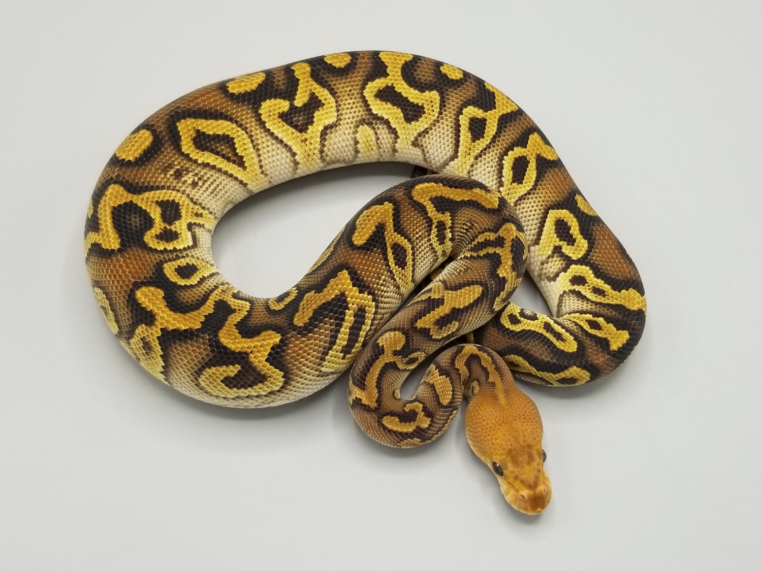 Cypress Clown Possible Orange Dream Ball Python by Milbradt & Caponetto ...