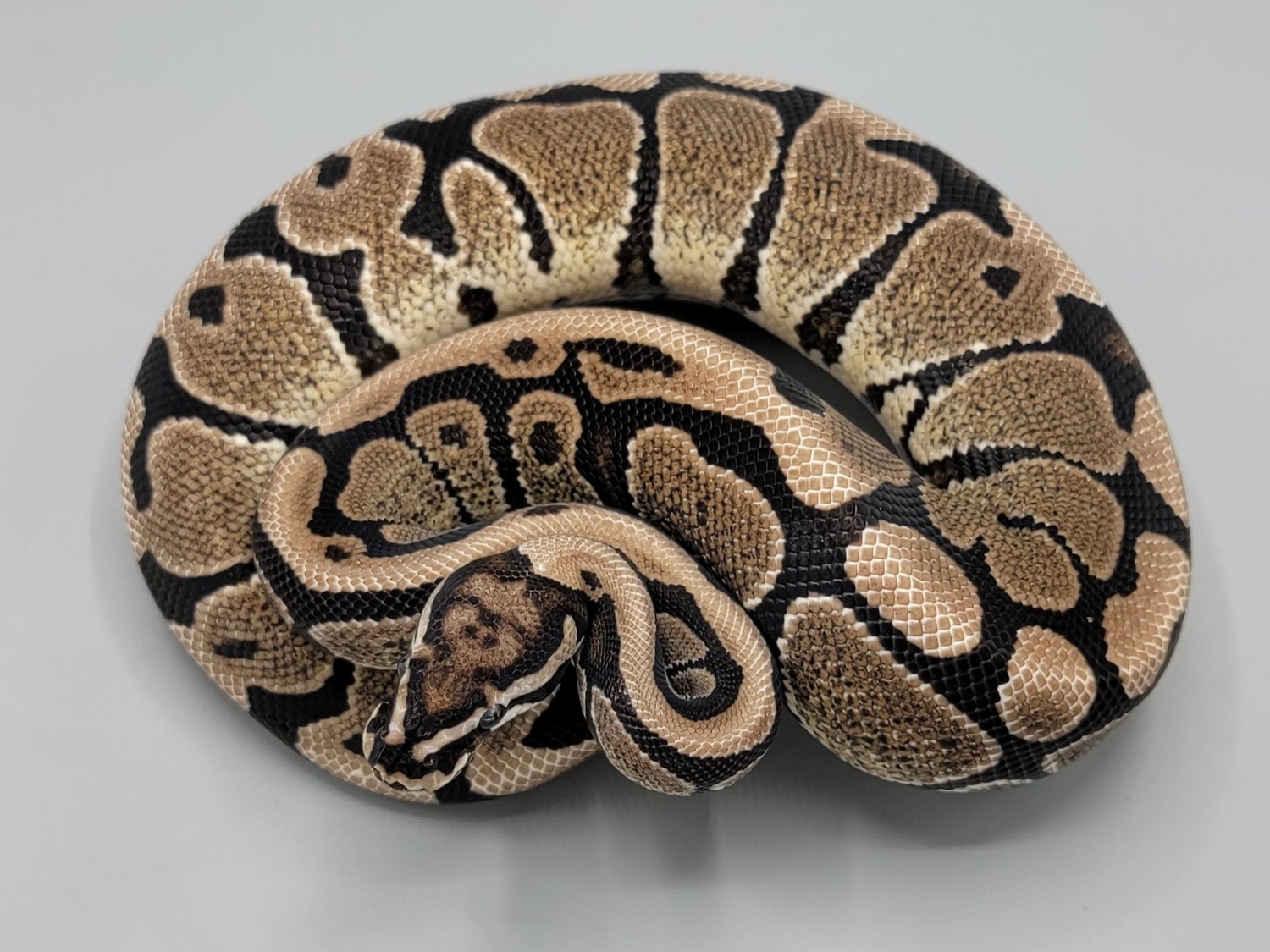 Spotnose VPI Axanthic Het Desert Ghost Ball Python by Milbradt ...