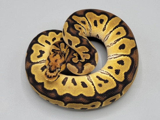 *no reserve* fire orange dream clown ball python by... Orange Dream Clown Ball Python by Milbradt & Caponetto Pythons