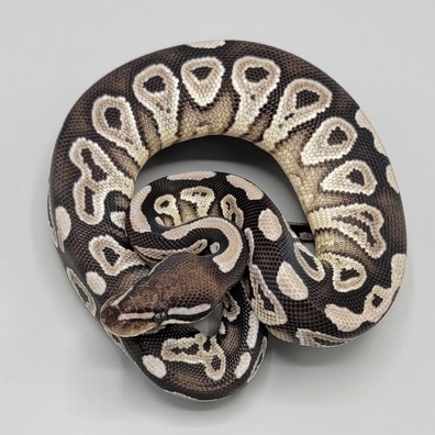 美品　AMERI CLOUDY PYTHON TOP 美品 AMERI CLOUDY PYTHON TOP - メルカリ