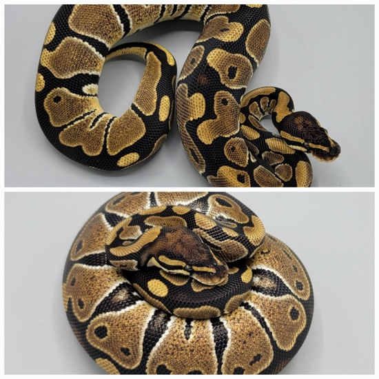 0.2 Het Desert Ghost Group Ball Python by Milbradt & Caponetto Pythons