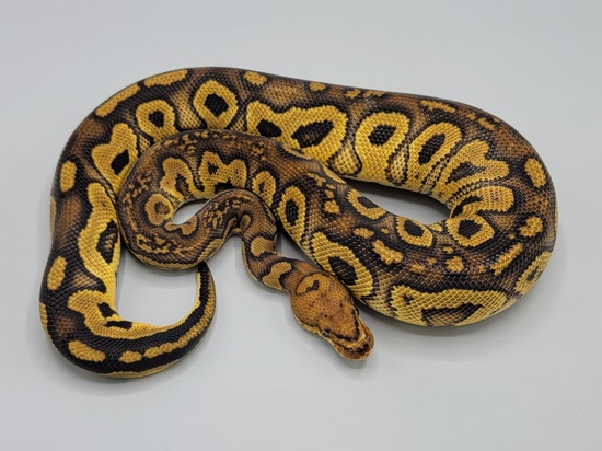 Stranger Clown Ball Python by Milbradt & Caponetto Pythons