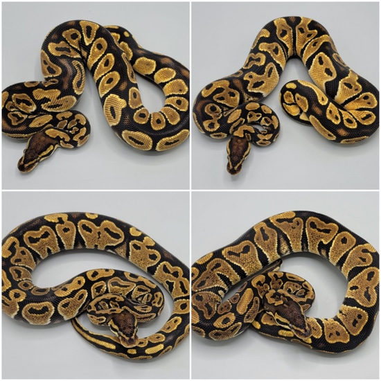 Painted Python's Orange Dream Het Paint Group - 4 Snakes Ball Python by Milbradt ...