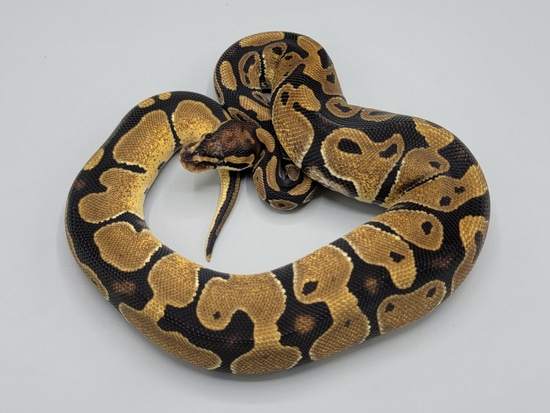 Double Het Paint/Desert Ghost Ball Python by Milbradt & Caponetto Pythons