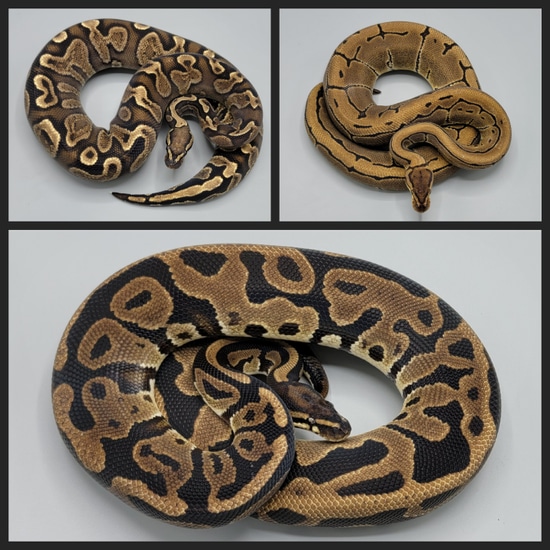 Desert Ghost VPI Axanthic Pied Group Ball Python by Milbradt ...