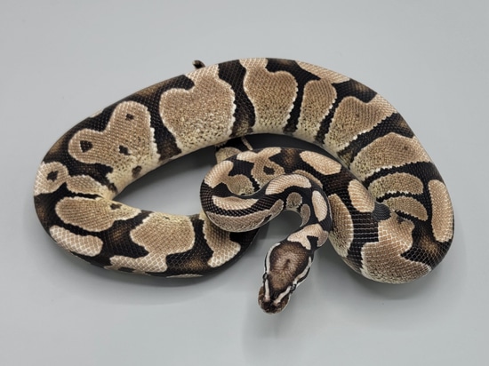 Vanilla VPI Axanthic Het Desert Ghost Ball Python by Milbradt ...