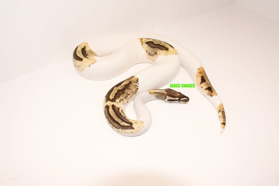Fire Pied POS Pastel Ball Python by Jake’s Snakes