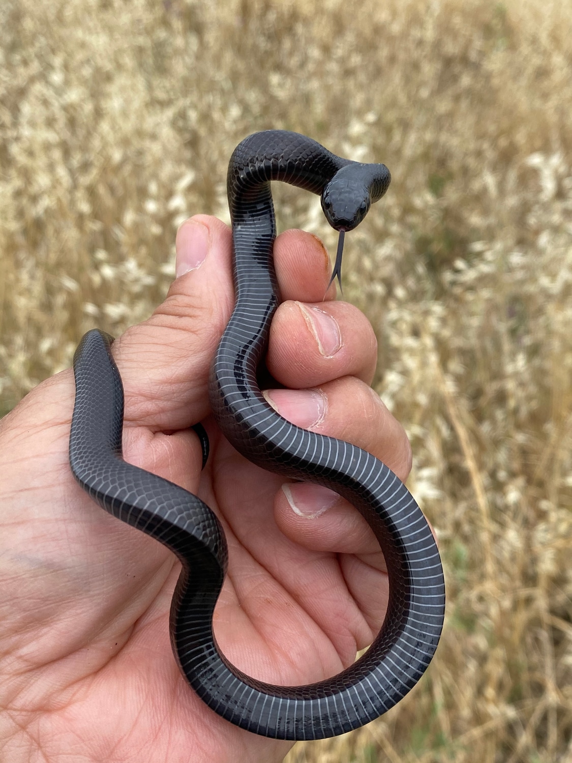 Late Mexican Black Kingsnake by JAM Colubrids MorphMarket