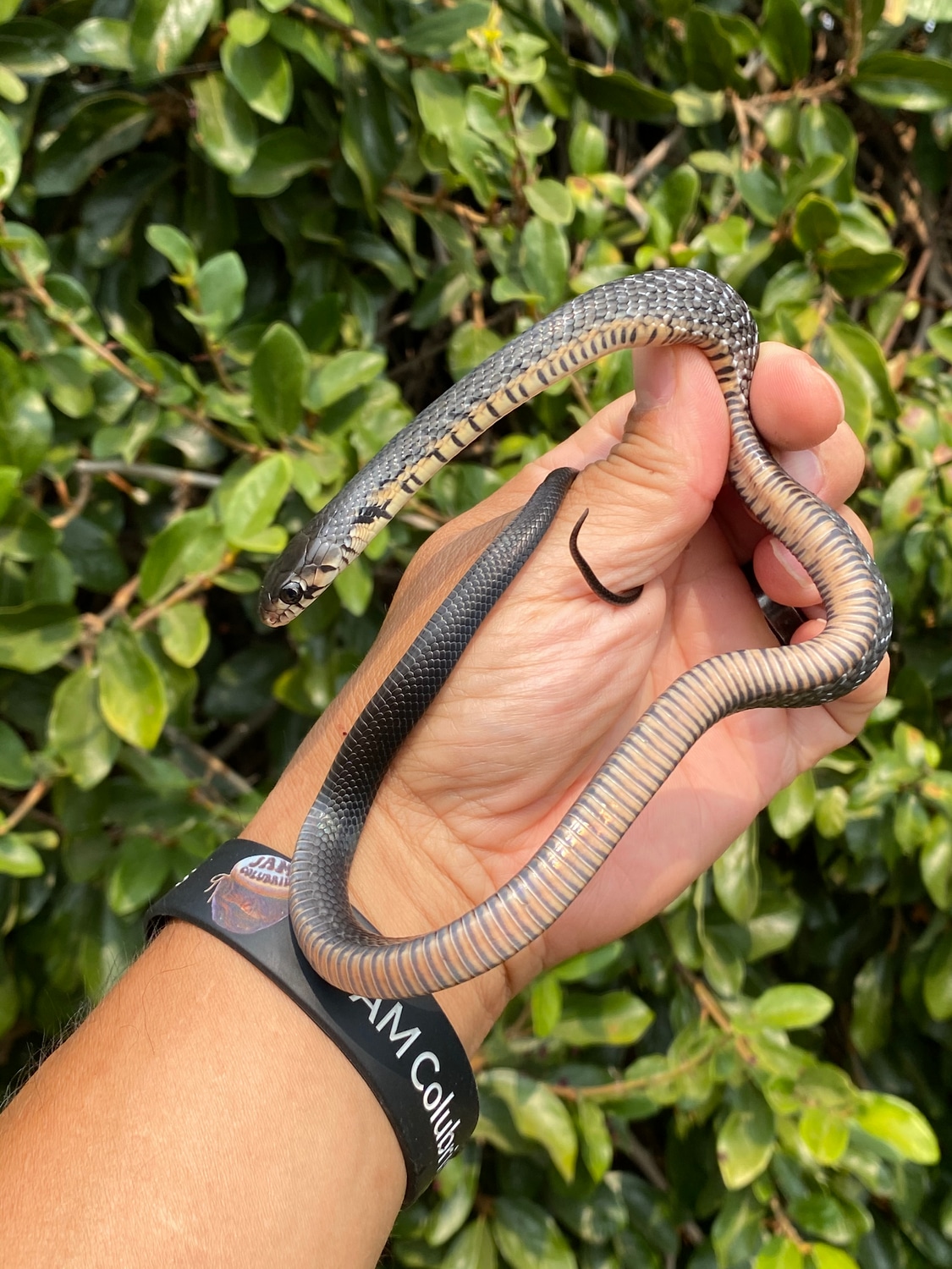 Mexican Red Tail Indigo (Sonoran) Cribo & Indigo Snakes by JAM