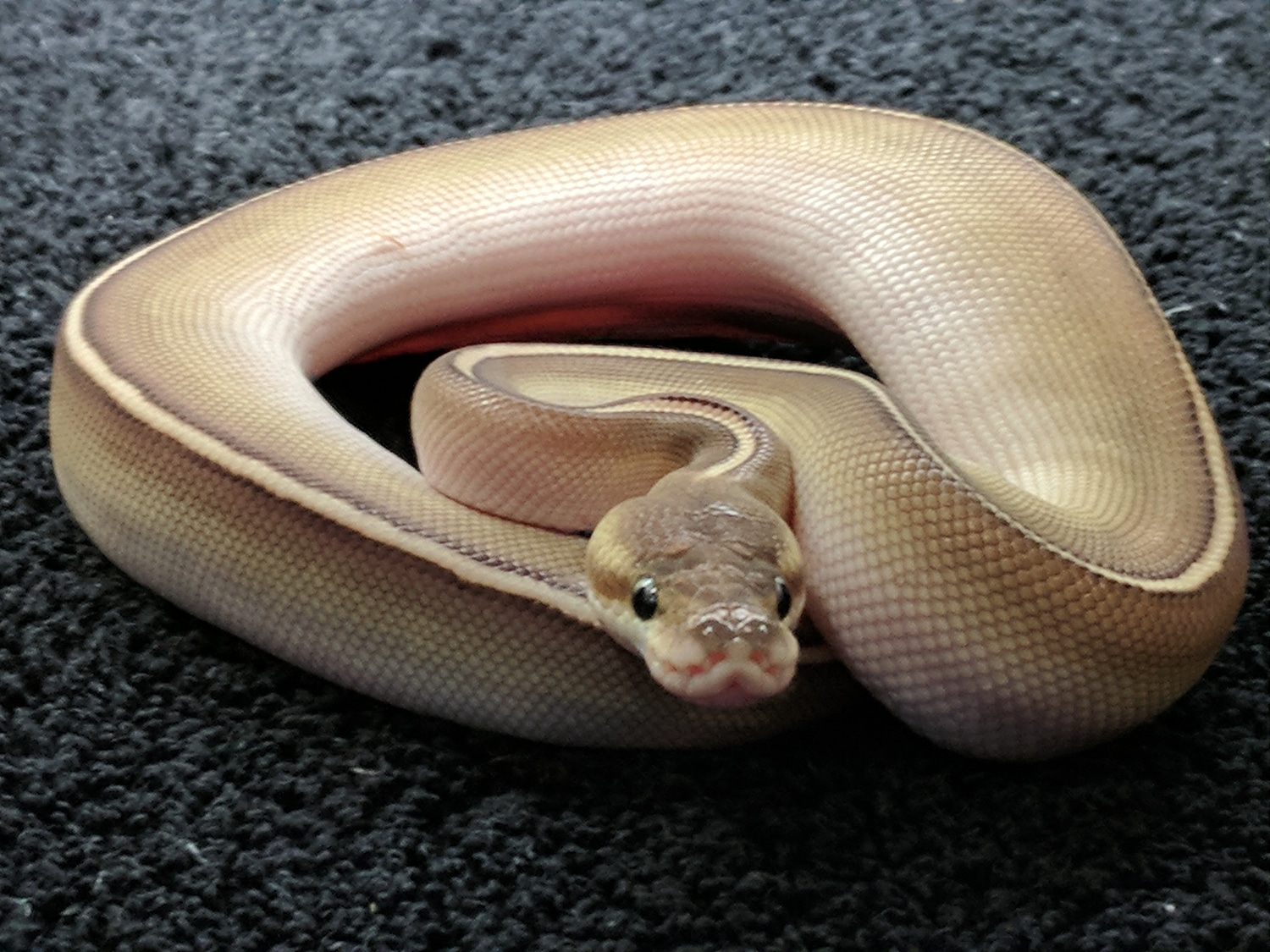 Bongo Cinnamon Lesser (Worlds First) Ball Python by Bergman Reptile ...