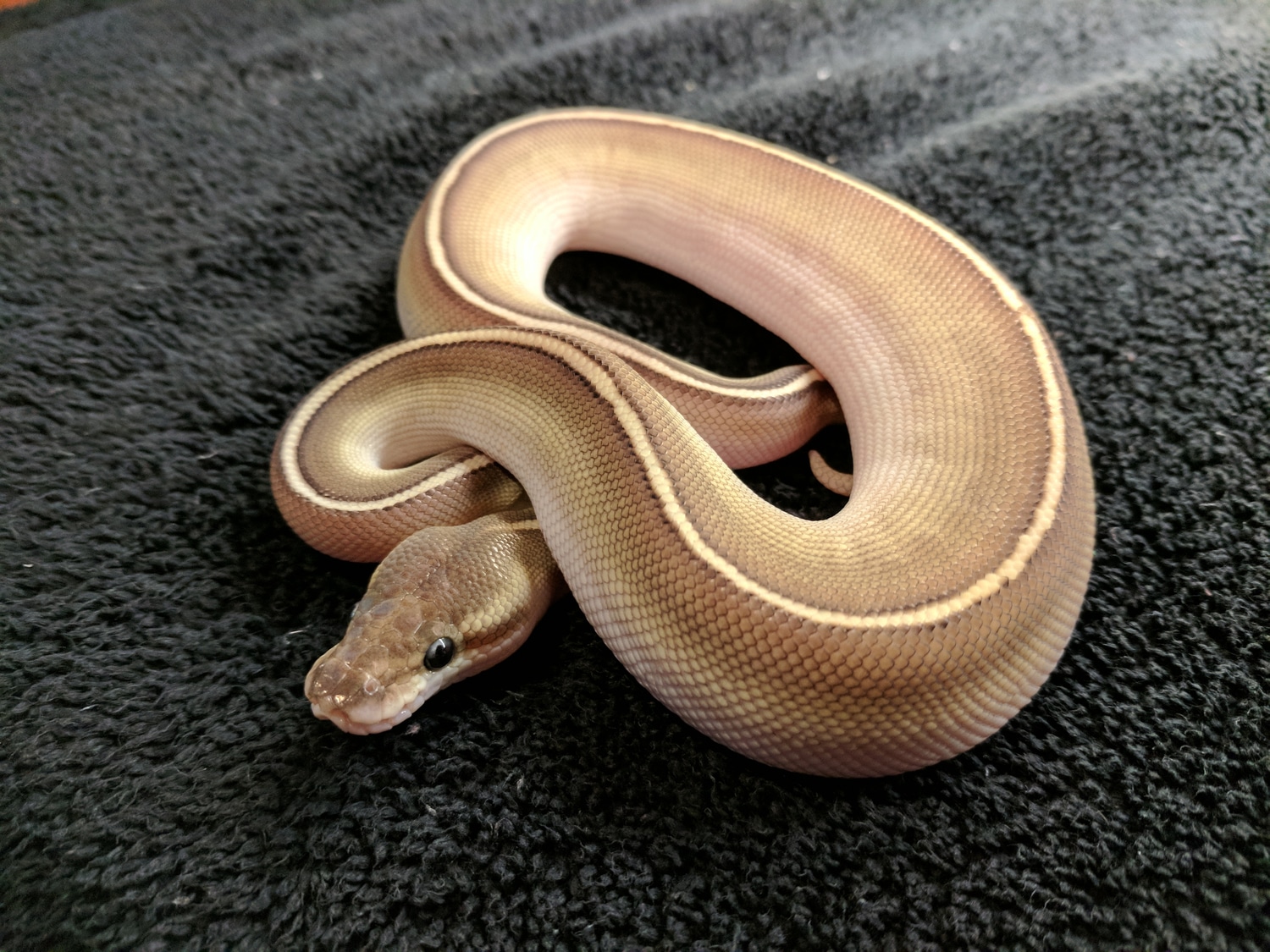 Bongo Cinnamon Lesser (Worlds First) Ball Python by Bergman Reptile