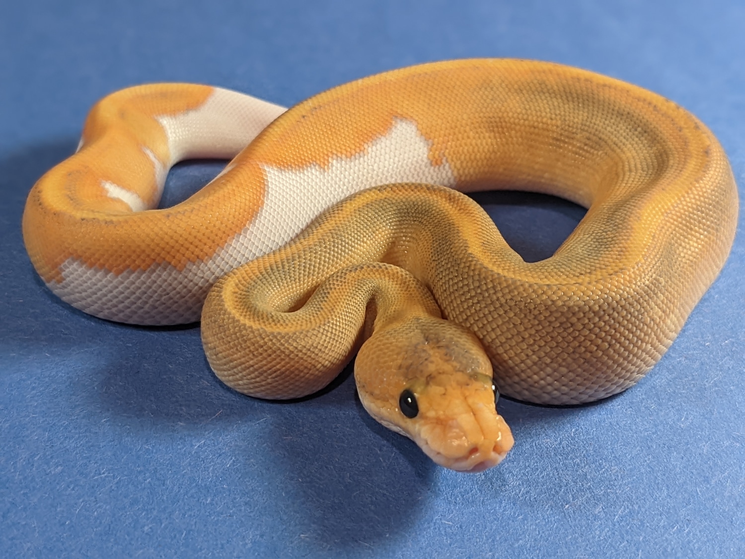 Hypo Champagne Het Pied Ball Python by Bergman Reptile Room - MorphMarket
