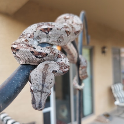 Dean's dwarf Boas - MorphMarket