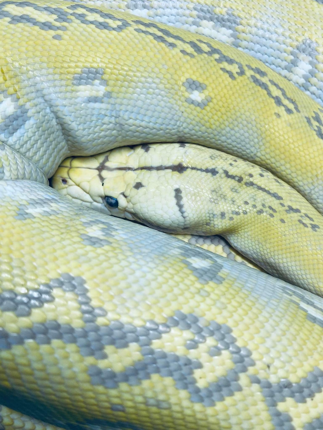 GC Purple Snow Reticulated Python by Endless Scales - MorphMarket