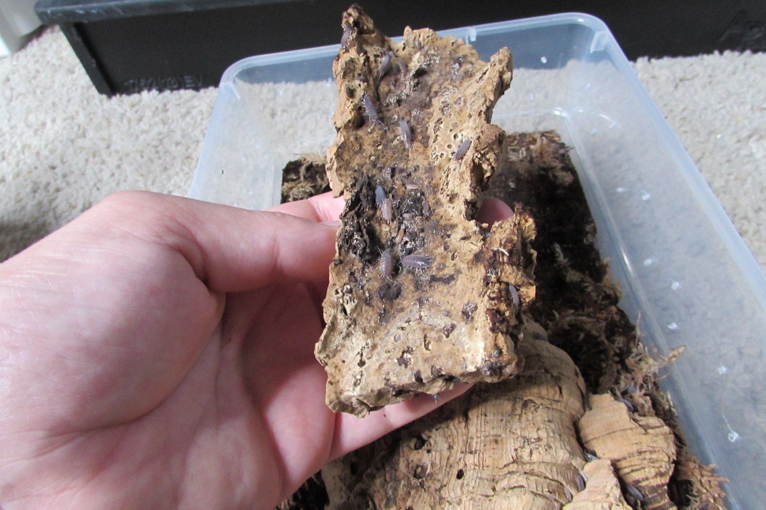 15 Porcellionides Pruinosus Powder Blue/Brown Party Mix Isopod by