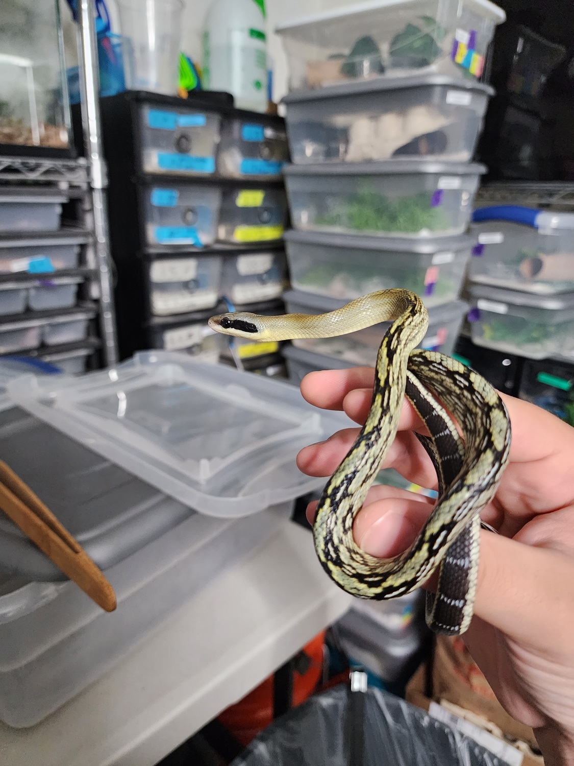 Male VBB (1 Year Old Sale) Beauty Rat Snake by JamesJeptiles MorphMarket