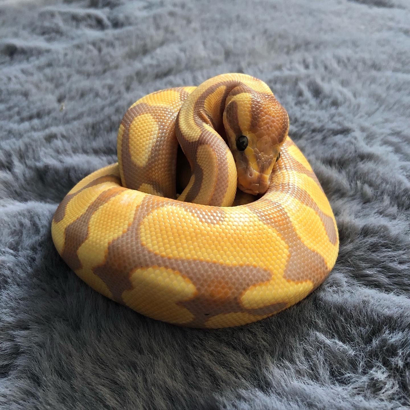 Banana Enchi Ball Python by Wilkins_Snakes MorphMarket