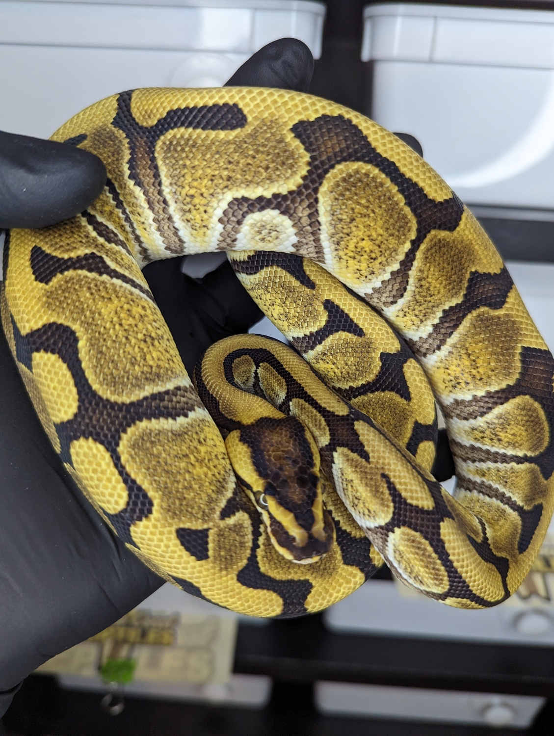 Redstripe Enchi Het Clown Ball Python by North Coast Reptiles - MorphMarket